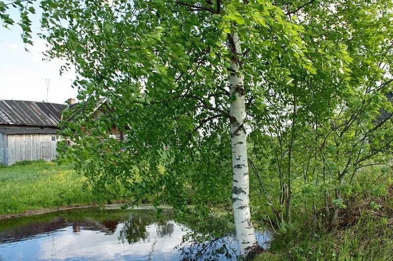 Почта березки. Деревенский дом с березой. Деревенский домик с березкой. Березки около дома. Домик на Березе.