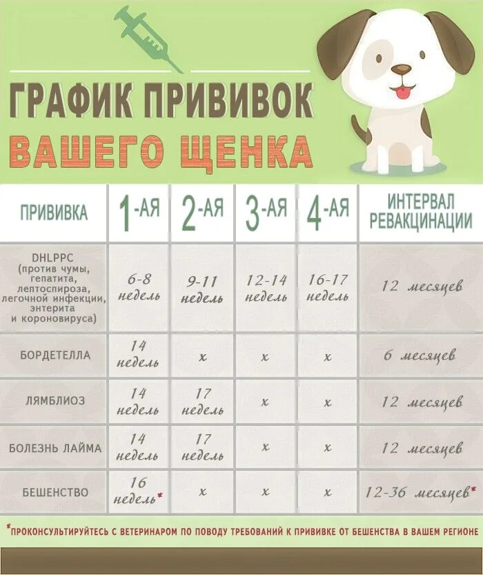 Первые прививки щенку возраст. График прививок для собак таблица. Календарь обязательных прививок для собак. Обязательные прививки для собак. График прививок собакам по возрасту до 1 года.