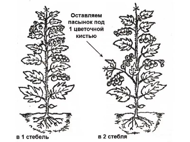 Почему пасынок. Пасынкование томатов в теплице пошагово схема. Пасынкование томатов рисунок. Пасынкование помидор в теплице схема. Схема пасынкования томатов.