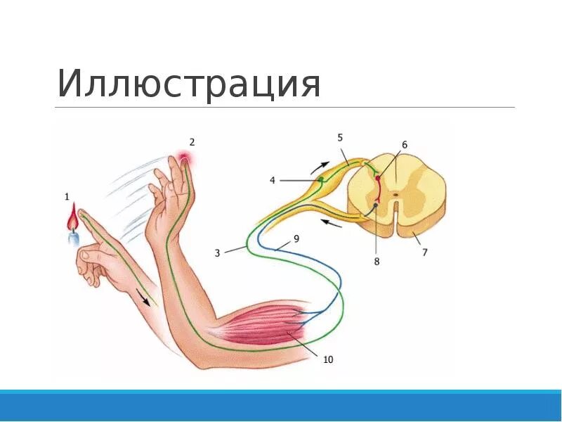 Рефлекс и рефлекторная дуга. Концептуальная рефлекторная дуга схема. Структура концептуальной рефлекторной дуги. Рефлекс биология схема.