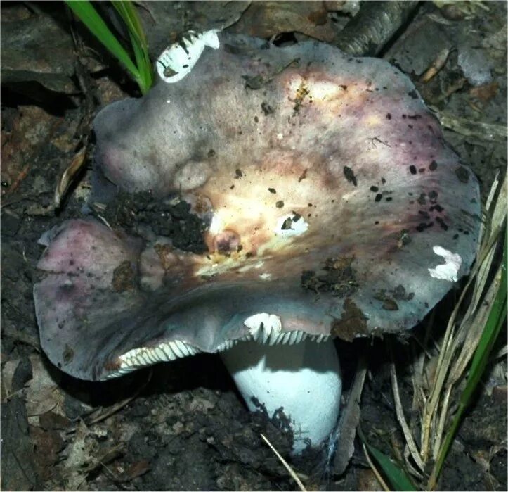 Синеют ли сыроежки. Гриб russula cyanoxantha. сыроежка лазоревая. сыроежка синяя бугорчатая. сыроежки серая шляпка.