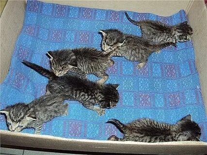 Сколько лет котятся кошки