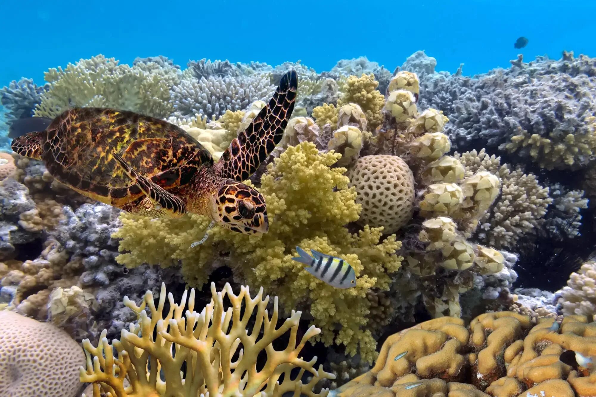Great barrier reef corals. Коралловый риф в Австралии. Большой Барьерный риф Австралия. Большой Барьерный риф кораллы. Грейт барьер риф.