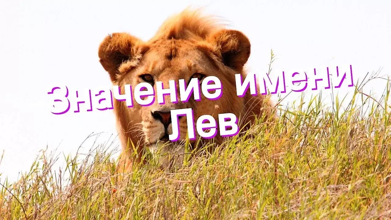 Лев полное имя мужское. Имя лев. лева имя. имя лев происхождение. малыш по имени лев.