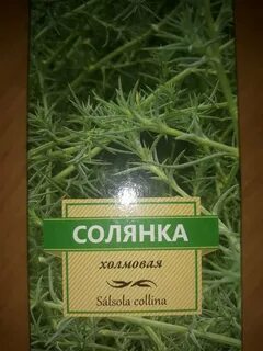 Трава солянки холмовой отзывы
