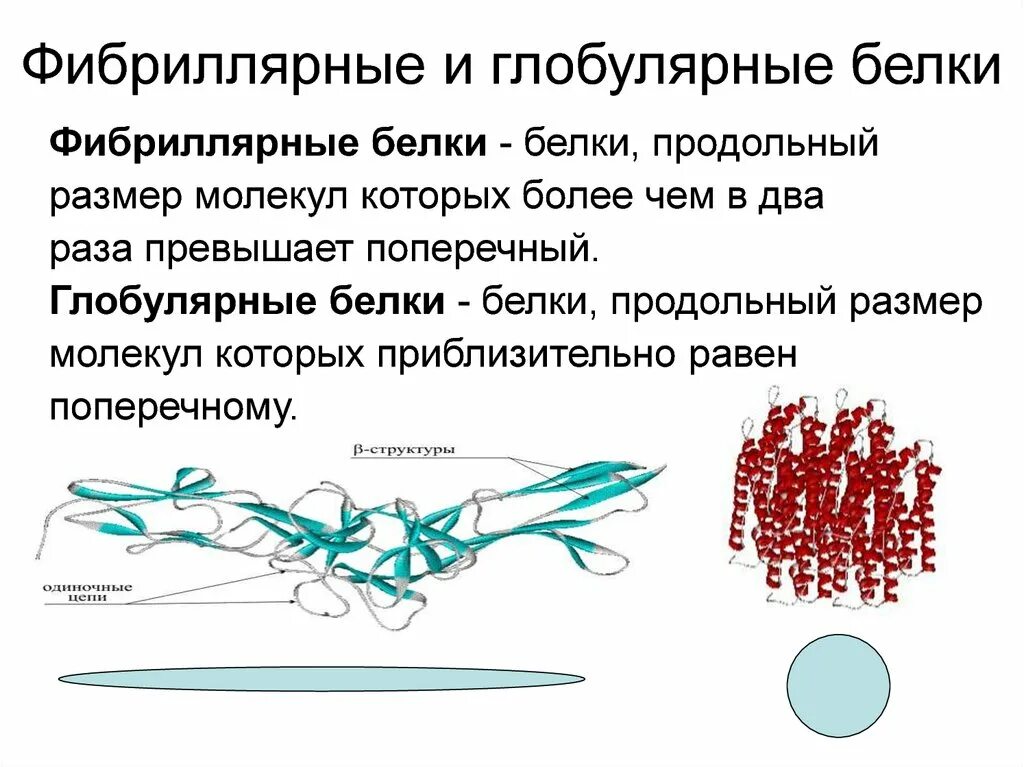 Форма глобулы белка. Фибриллярные белки 2 структура. Характеристика фибриллярных белков. Фибриллярные и глобулярные белки таблица. Фибриллярные и грануллярные белки.