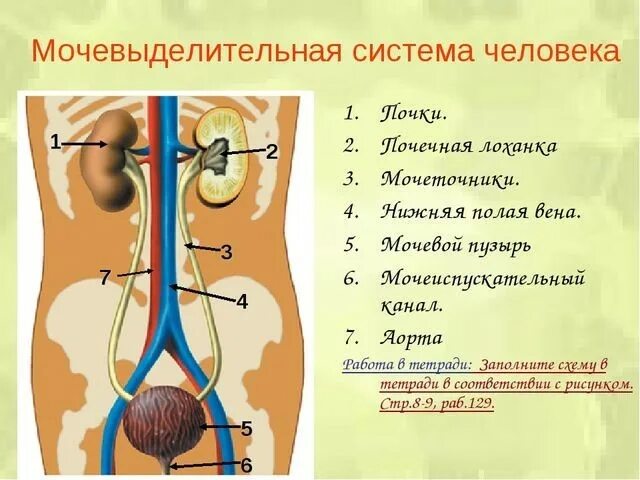 Структуры выделительной системы. Строение выделительной системы человека схема. строение и функции мочевыделительной системы схема. выделительная система человека схема 8 класс. мочевая система человека схема.