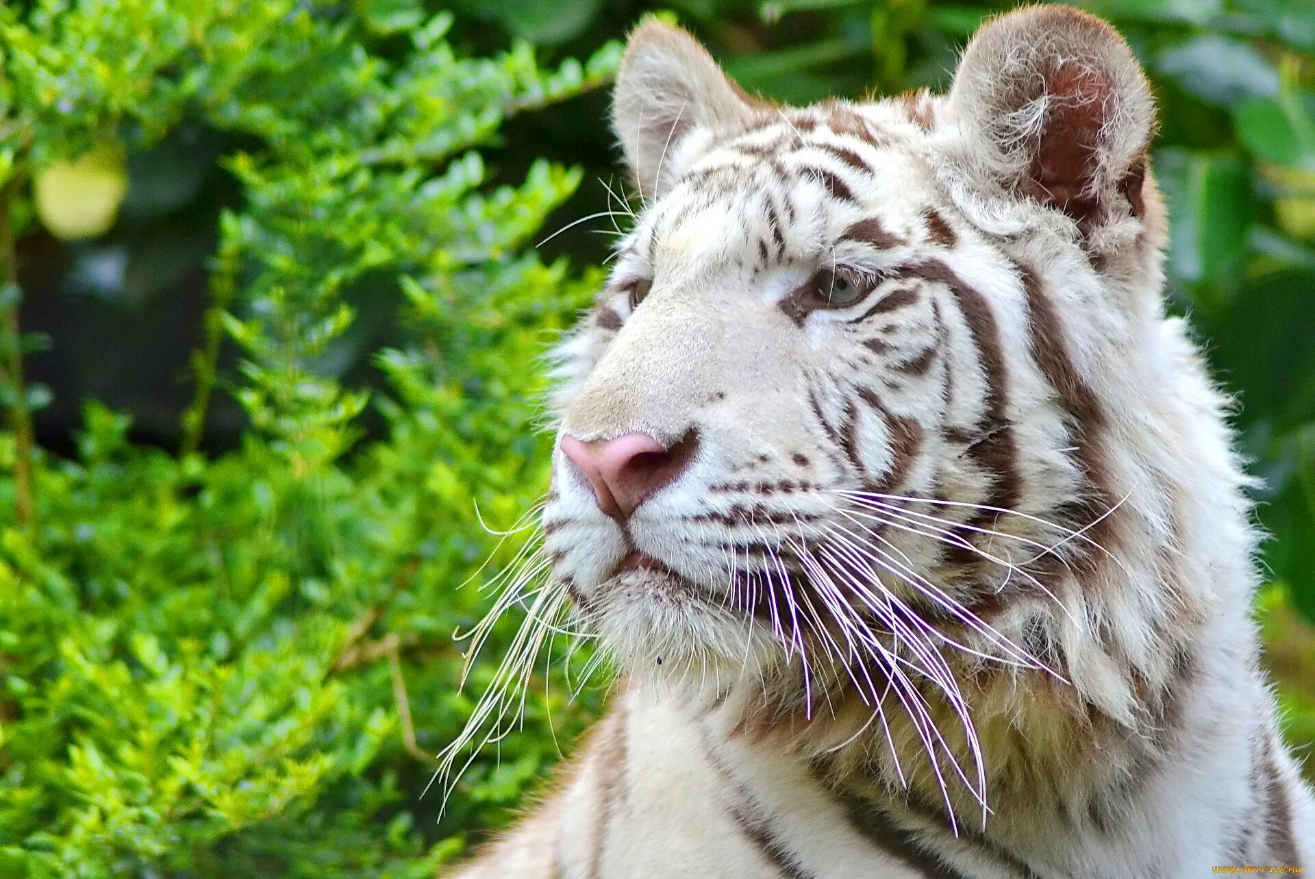 Какой тигр белый. Белый тигр. Тигр фото. Белый тигр фото. Тигр морда.
