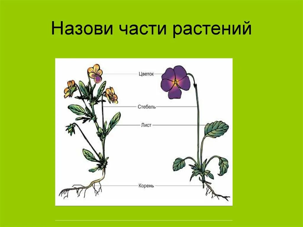 Запиши части растения. Части растения. Название частей растения. Назови части растения. Цветок части растения.