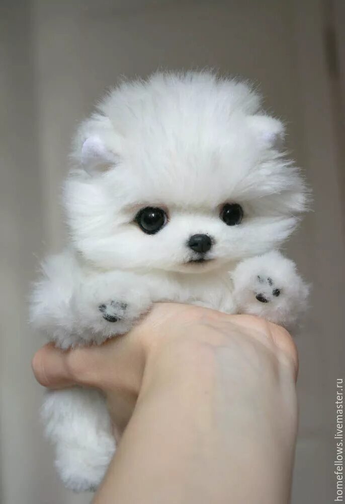 Pin by Alisha Keaty on Puppies Cute animals, Dogs and puppies, Cute baby animals