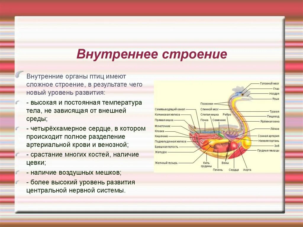 Схема строения птицы биология 7 класс. Внутреннее строение птиц. Внутреннее строение орноновптиц. Внутреннее строение птицы схема. Тест по биологии 7 класс строение птиц