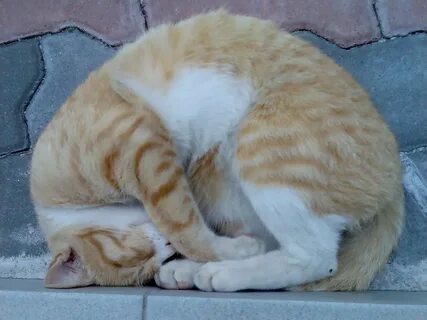 Позы сна кота