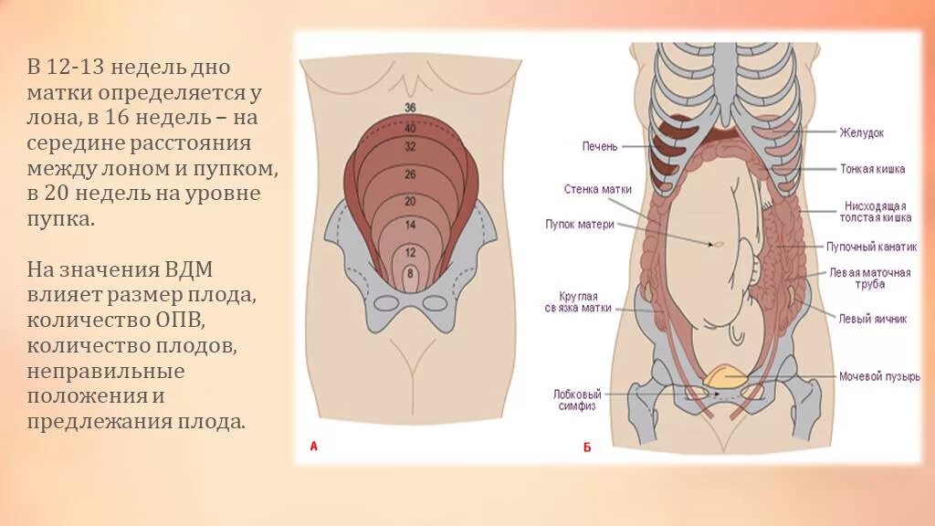 Матка в каком месте. Высота стояния дна матки при 12 неделях. Высота стояния дна матки на 12 неделе беременности. 16 Недель высота дна матки матки. Высота стояния матки в 16 недель.