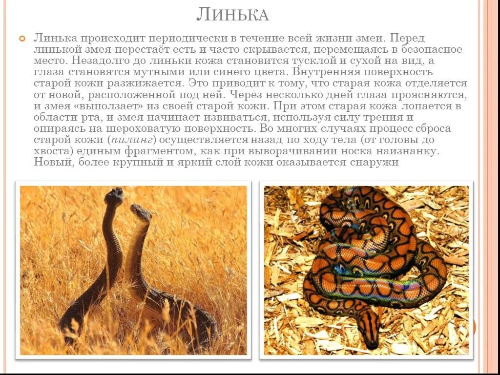 Креативная женщина. Змей искуситель. Кот лежит на спине. Змея извивается. Извиваться.