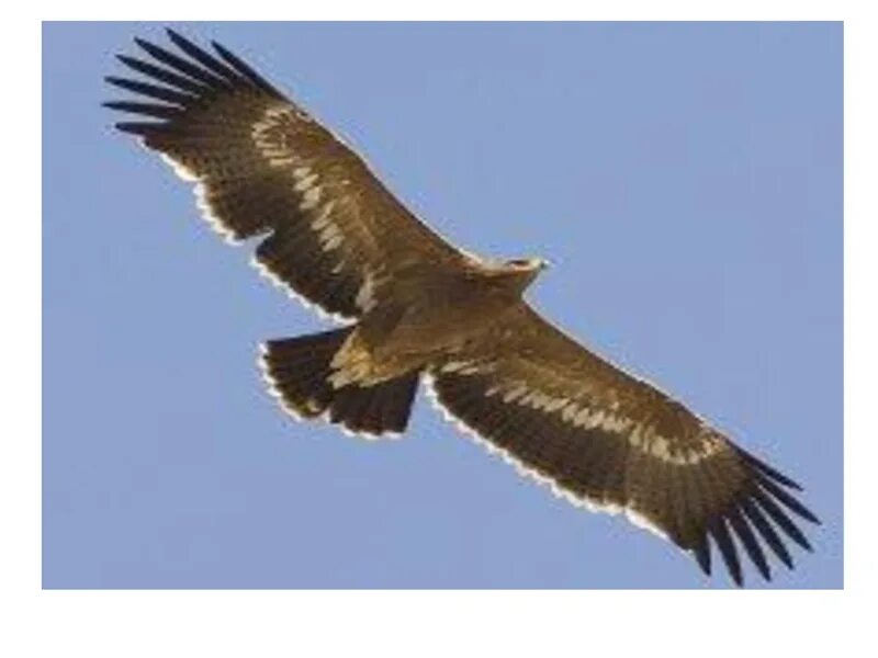 Боевой орёл размах крыльев. Степной орел размах крыльев. Степной орел размах крыльев. Степной оренбургский орел беркут. Канюковый коршун.