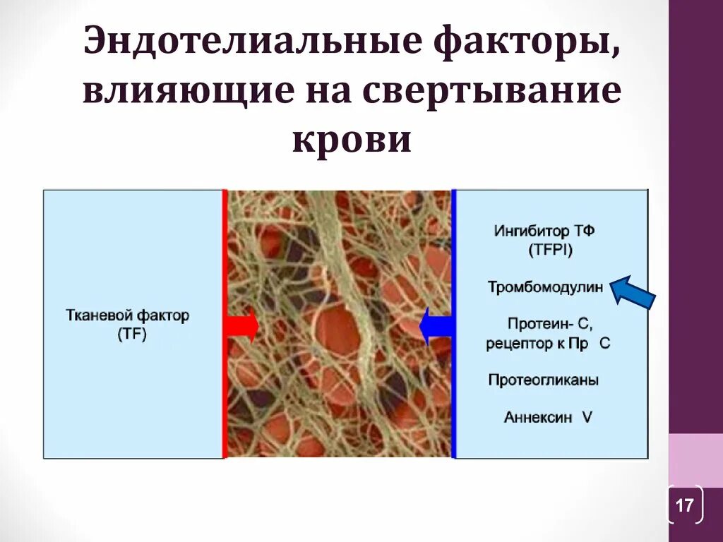 Факторы свертывания крови эндотелия. Факторы влияющие на свертывание крови. Факторы повышающие свертывание крови. Факторы, которые ускоряют свертывание крови:. Ингибиторы свертывания крови