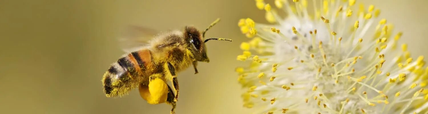 С пыльцой в голове значение. Пчела с пыльцой. Пчела собирает пыльцу. Пчела с обножкой. Пчела с пыльцой на лапках.
