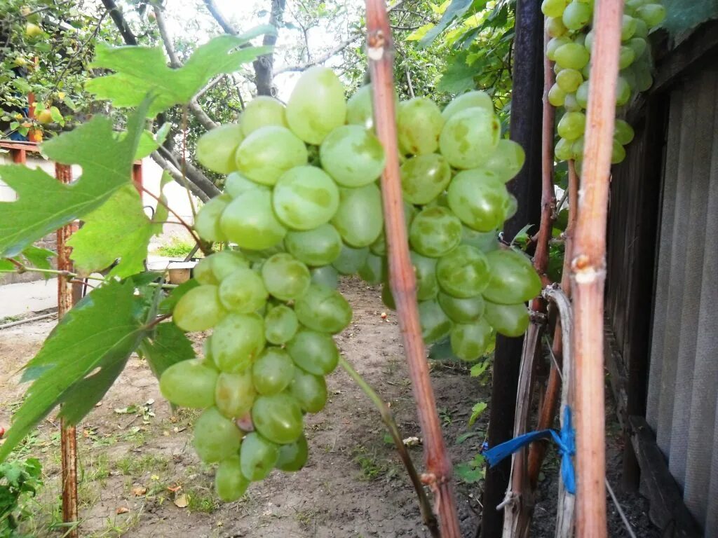 Виноград домашний сорт. Виноград кишмиш кеша. виноград кеша 2. сорт винограда кеша. виноград сорта кеша талисман.