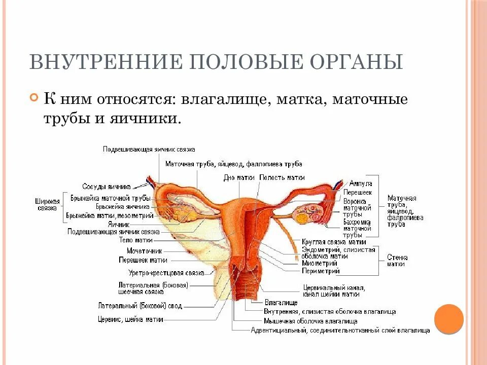 Внутреннее строение матки анатомия. Строение женских половых органов матка и влагалище. Маточные трубы анатомия строение и функции. Наружные половые органы строение анатомия. Органы составляющие женскую половую систему