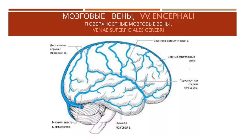 Вены головного мозга. Поверхностные и глубокие вены головного мозга. Поверхностная средняя мозговая Вена. Поверхностные вены головного мозга. Поверхностные мозговые вены.