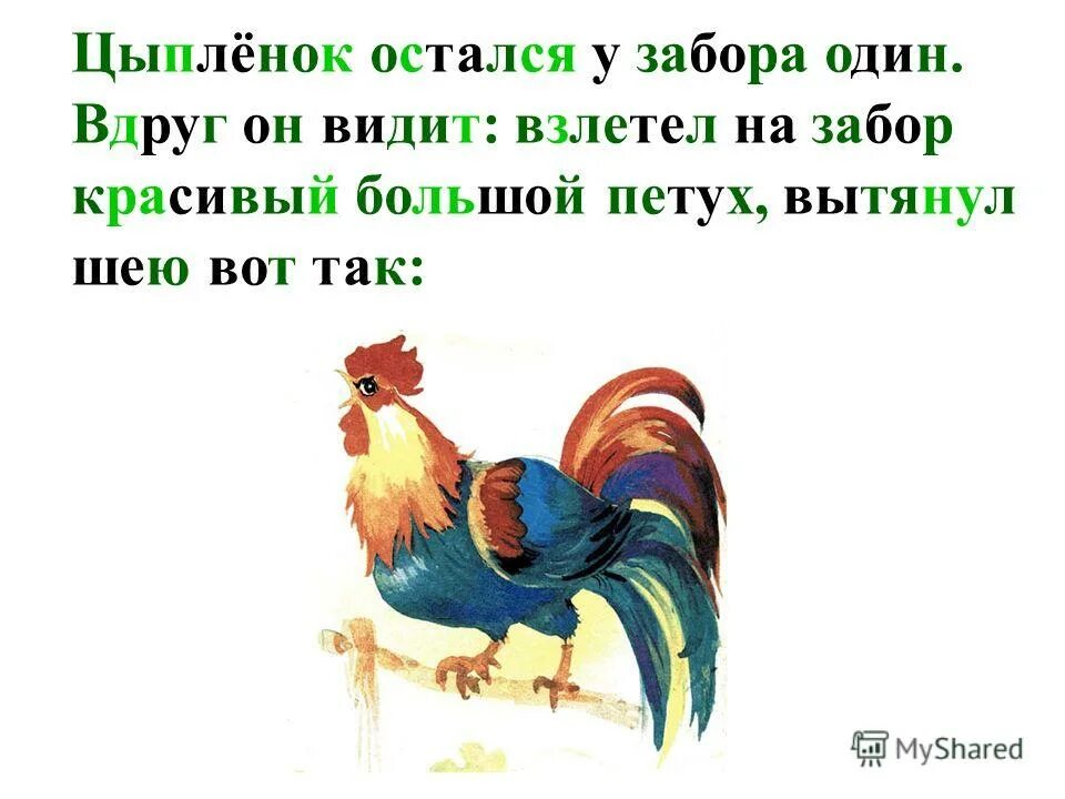 Песни у нас живет цыпленок. Жил на свете цыпленок. Жил на свете цыпленок он был маленький вот такой. Чуковский к. "цыплёнок". Петух вытягивает шею.