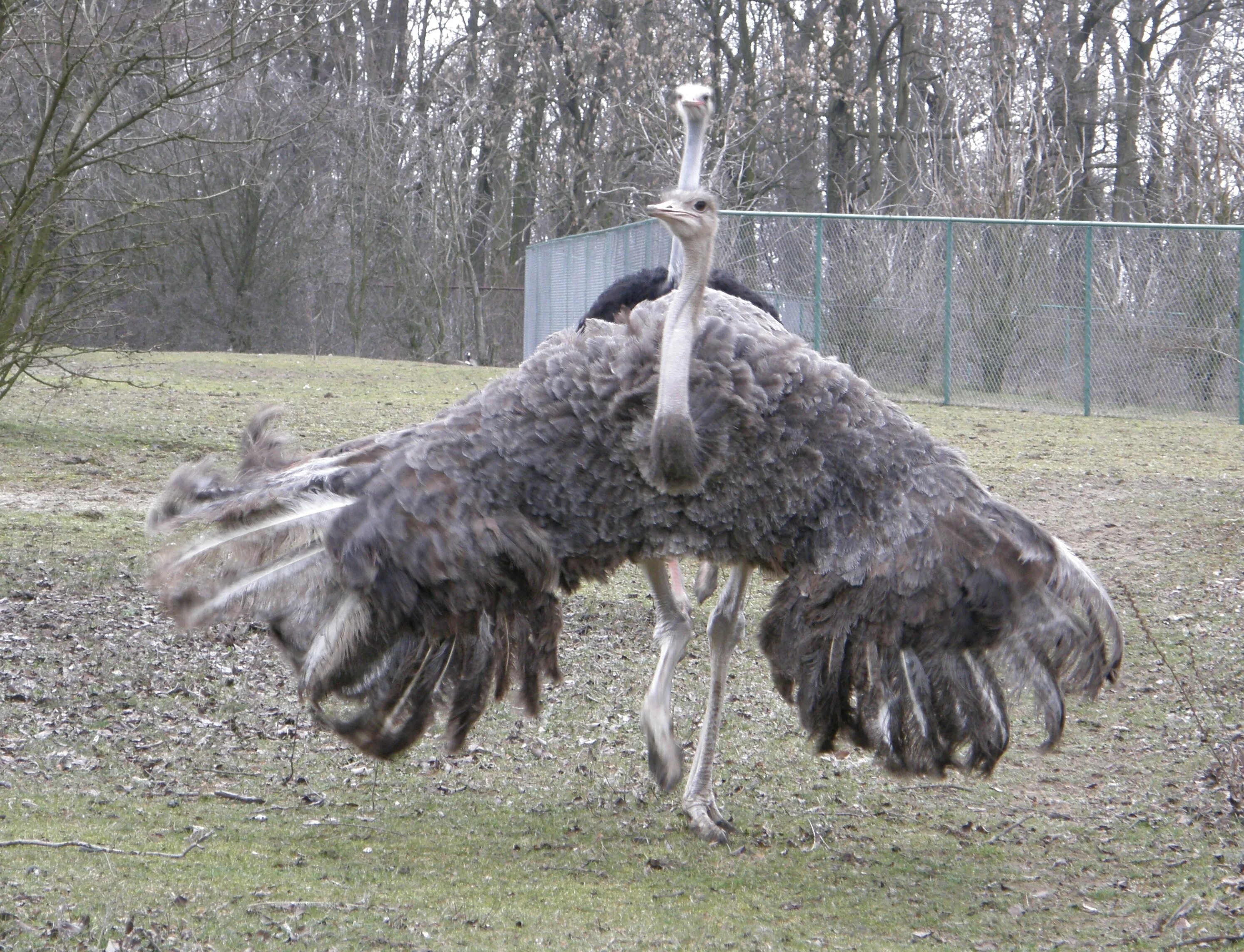 Огромный страус. Самая большая птица в мире. Самый большой страус в мире. Самый крупный страус
