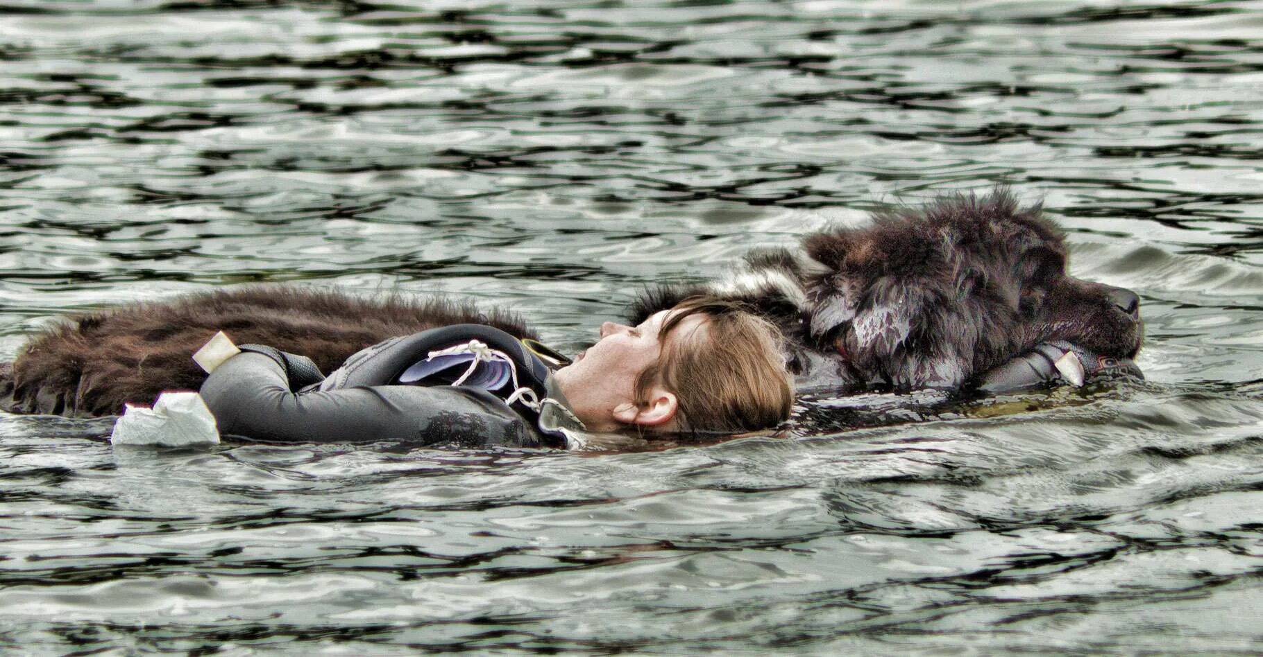 Спасутся люди видео. Водолаз ньюфаундленд спасатель. Собака спасатель порода водолаз. Собака спасатель ньюфаундленд. Ньюфаундленд спасает человека.