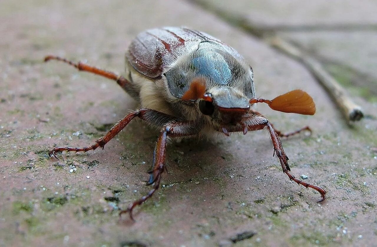 Кусаются ли майские жуки