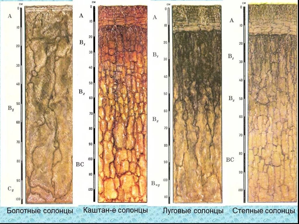 Солонцы почвенный профиль. Солонец черноземно Луговой профиль. Почвенный профиль Солонцы почвы. Черноземы солонцеватые луговые. Каштановые климат