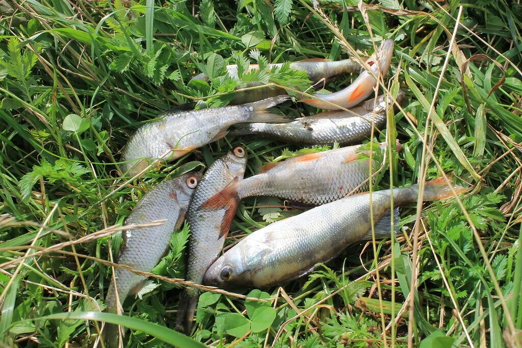 Рыбы горного урала. Хариус на урале. Рыбы урала. Рыбы урала. Рыбы урала.