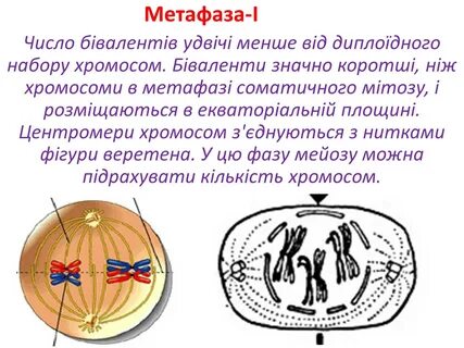 Количество хромосом в метафазе