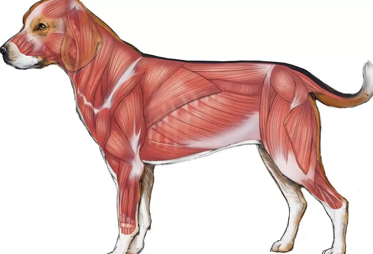 Мускулатура система анатомия собаки. Скелетная мускулатура собаки. Мышечная система млекопитающих. Анатомия кобеля. Мускулатура млекопитающих