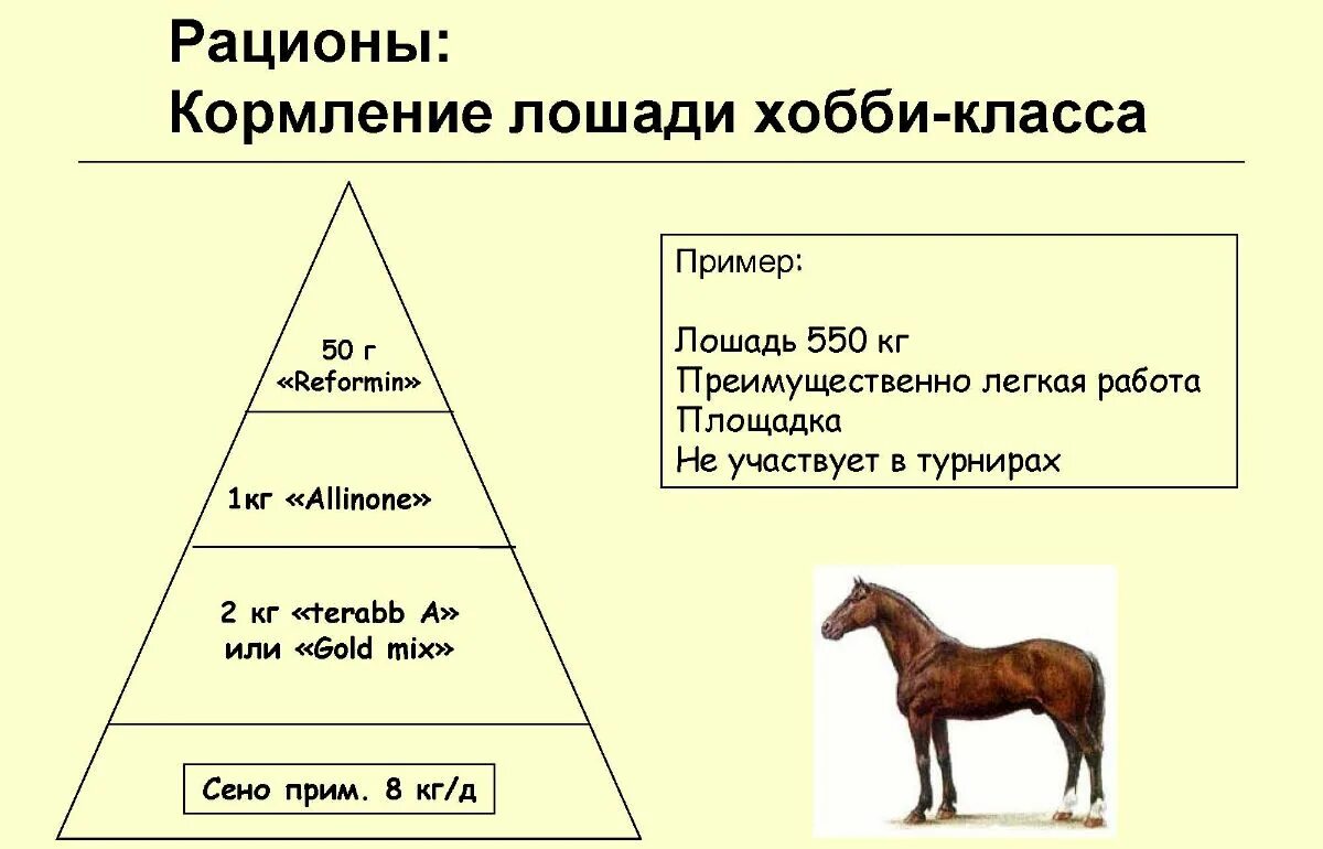 Нормы кормления лошадей. Суточный рацион питания лошади. Кормление спортивных лошадей рацион. Рацион кормления лошадей таблица.