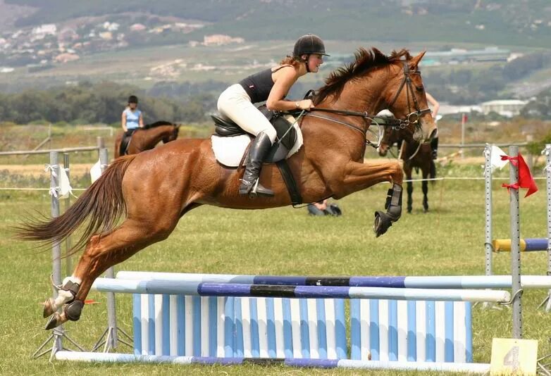 В кон через. Лошадь в прыжке. Лошадь прыгает через барьер. Лошадь перепрыгивает препятствие. Прыжки на лошади через барьер.