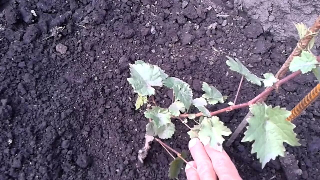 Обрезать виноград весной схема. Уход за виноградом. Обрезка винограда осенью 1 года схема. Уход за виноградом первого года. Как подстричь виноград.