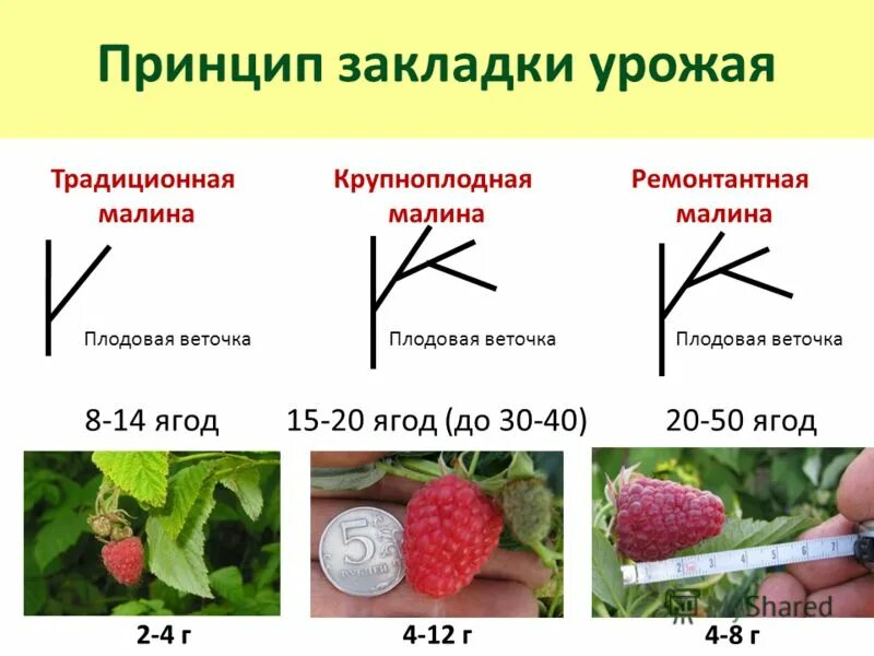 Ремонтантная малина что это значит. Обрезка ремонтантной малины. Схема удобрения ремонтантной малины. Ремонтантная малина схема посадки малины. Схема обрезания малины ремонтантной.