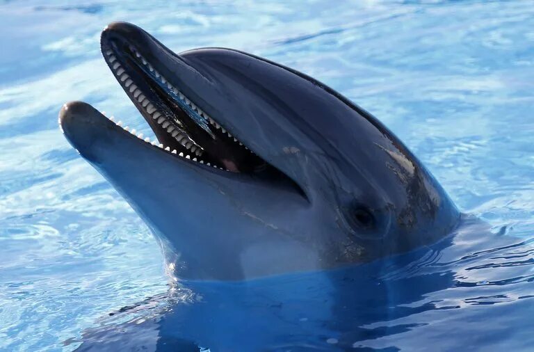 Китообразные зубатые. Крупнозубые дельфины. Зубы дельфина. Пасть дельфина.