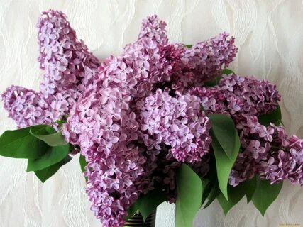 Букет минус