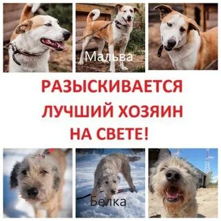 Группа животных тверь