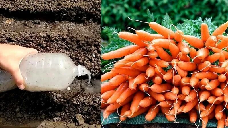 Морковь как быстро. Правильная прореженная морковь. приспособления для прореживания моркови. семена моркови и редиса. прореживание моркови в открытом грунте.