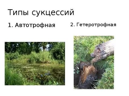Автотрофной экосистемы