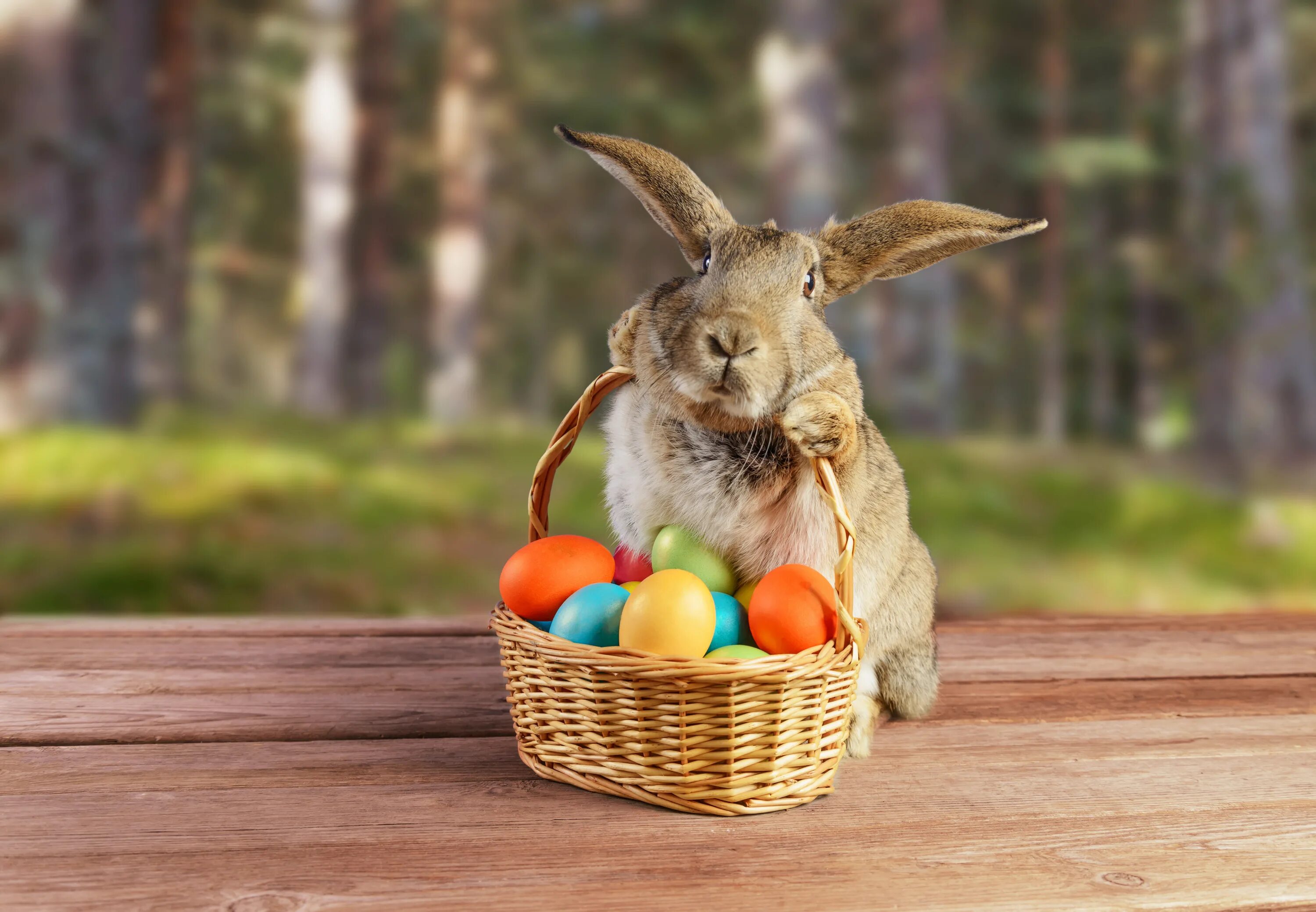 Кролик Bunny Пасхальный заяц. Easter Bunny — Пасхальный кролик. Пасхальный заяц (Osterhase). Пасхальный кролик с яйцами.