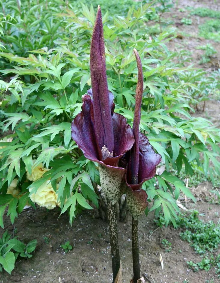 цветок дьявола аптекарский огород. язык дьявола цветок. аморфофаллус коньяк змеиная пальма. Amorphophallus konjac аптекарский огород. аморфофаллус гигас.