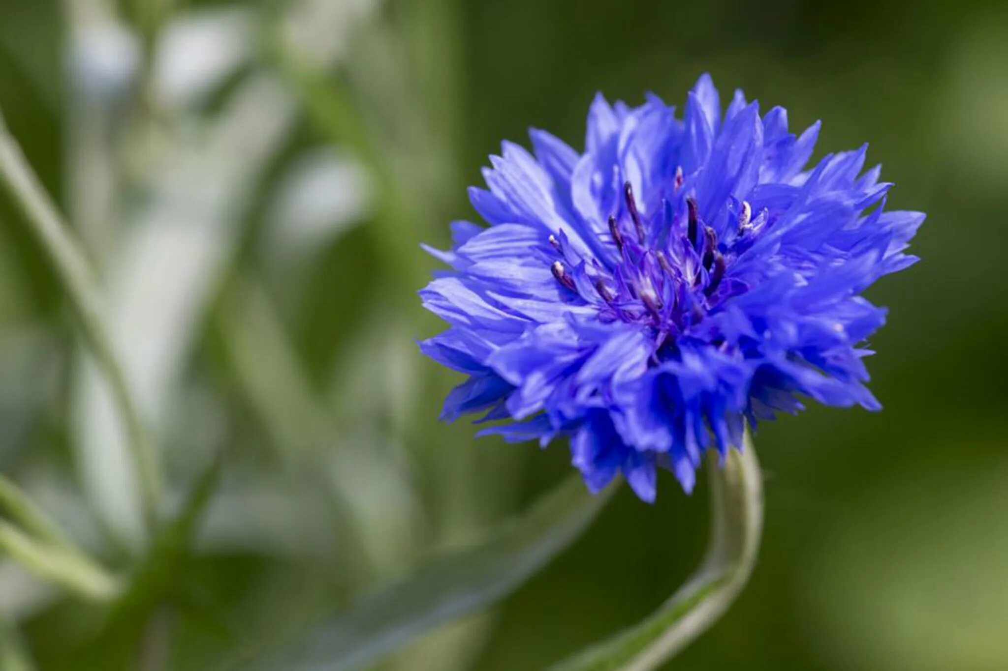 Центаурея Василек. Василек cyanus. Василек (Centaurea cyanus) 10шт. Centaurea cyanus (Cornflower).