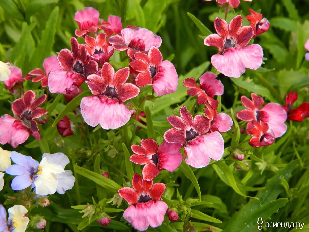 немезия гибридная. немезия выращивание из семян. цветок немезия зобовидная. немезия зобовидная. немезия выращивание из семян.