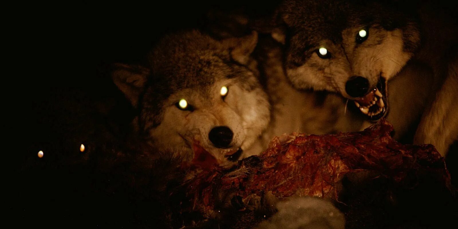 Волк выходит ночью. Волчьи глаза в темноте. Глаза волка в темноте. Глаз волка. Глаза волка в ночи.