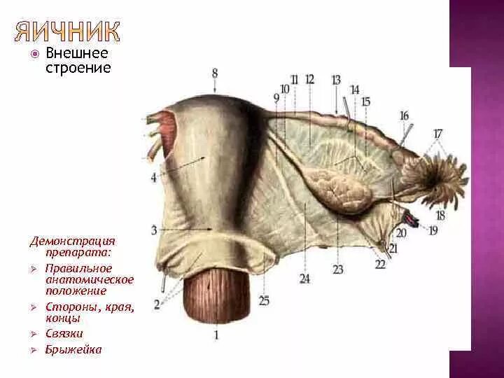 Строение яичника анатомия. Наружное строение яичников. Яичник анатомия строение внешнее. Яичник поверхности края.