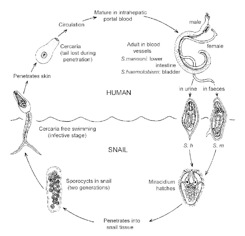 Жизненный цикл шистосомы. Schistosoma haematobium жизненный цикл. Жизненный цикл кровяного сосальщика схема. Цикл развития кровяной двуустки. Цикл развития шистосомы.