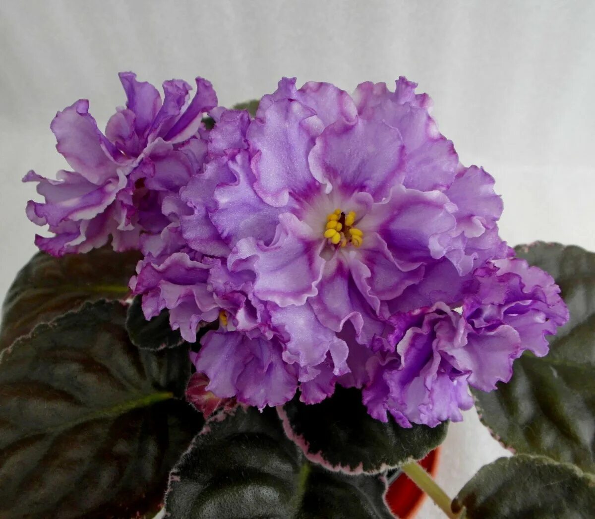 Virtual Violet :: Просмотр темы - АВ-Лавандовый Мед (Фиалковод)