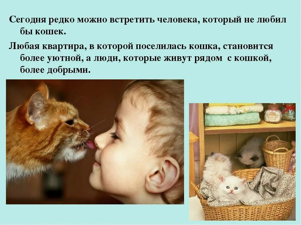 Почему кошка любимое животное. Кошка любит человека. Люди которые любят кошек. Что любят кошки. Бойтесь людей которые не любят кошек.